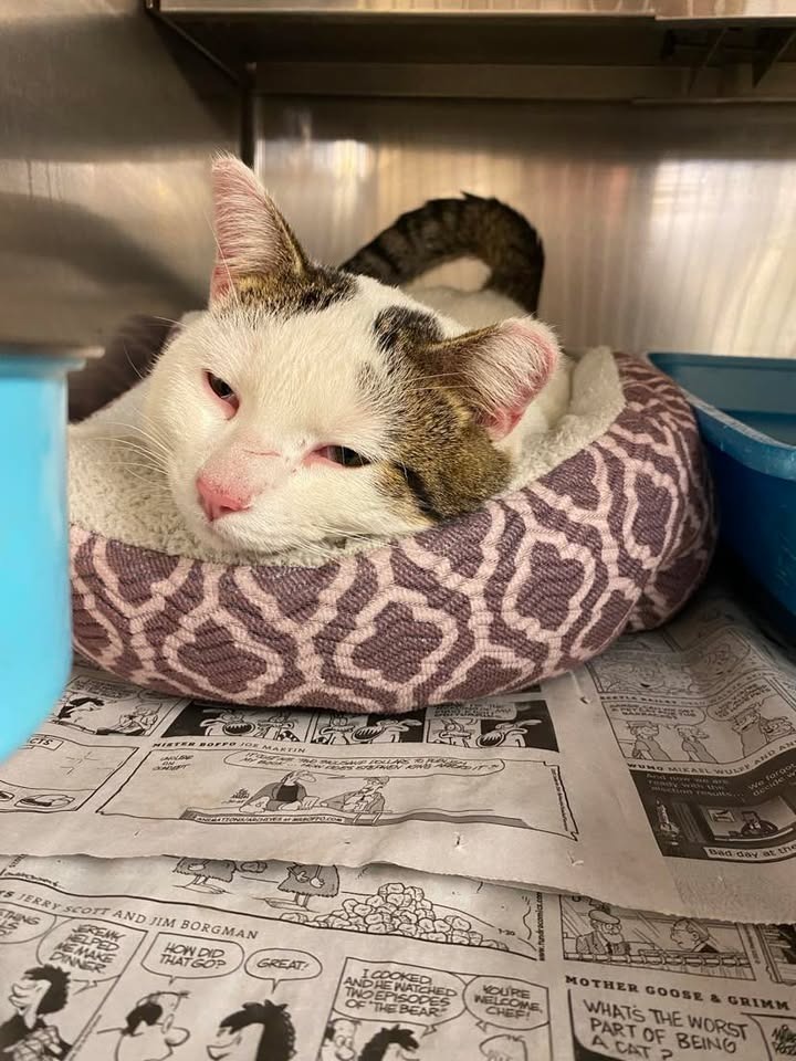 Mr. Pickles, an adoptable Domestic Short Hair in Elbow Lake, MN, 56531 | Photo Image 2
