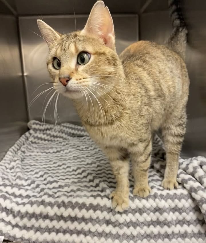 Noodles, an adoptable Domestic Short Hair in Elbow Lake, MN, 56531 | Photo Image 1