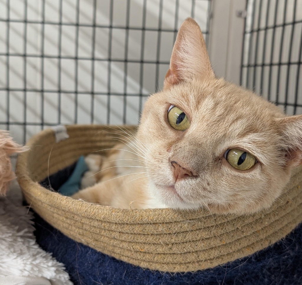 Miquito