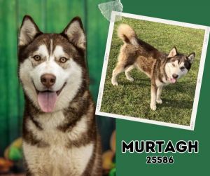 Meet Murtagh This 1-year-old HuskyMalamute mix is a friendly active and vocal boy who loves peop