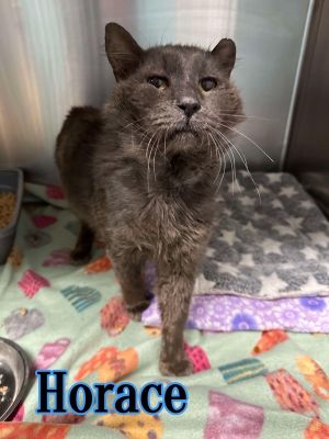 Horace may be a little rough around the edges but that just adds to his charm This cutie is super