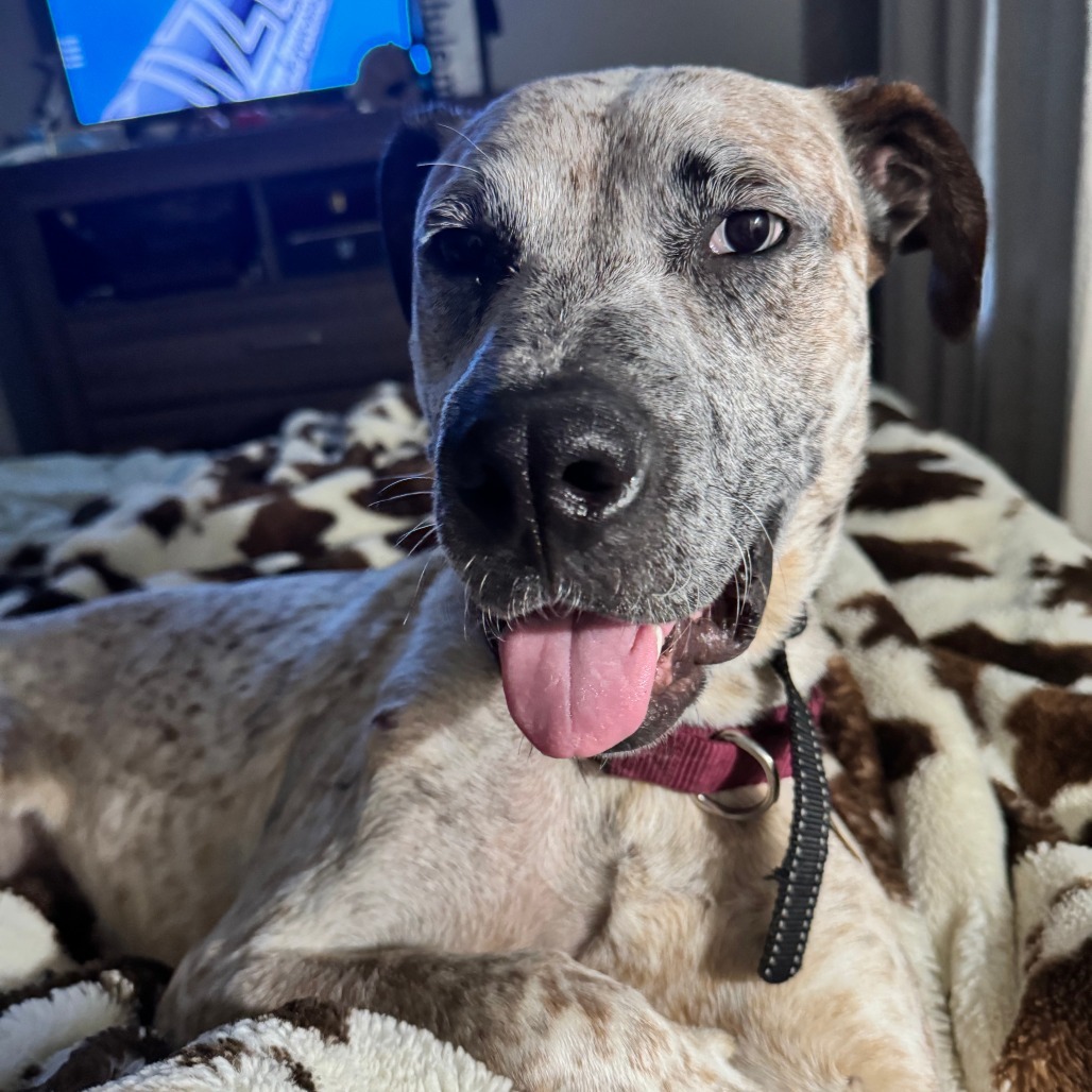 Boggle (sponsored)