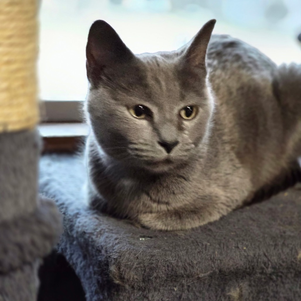 Kaiya, an adoptable Domestic Short Hair in Wichita, KS, 67208 | Photo Image 1