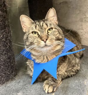 Jordon, Adult Male Tabby