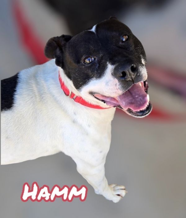 Hamm photo 1