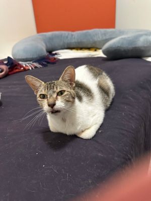 Parti, Adult Female Domestic Short Hair