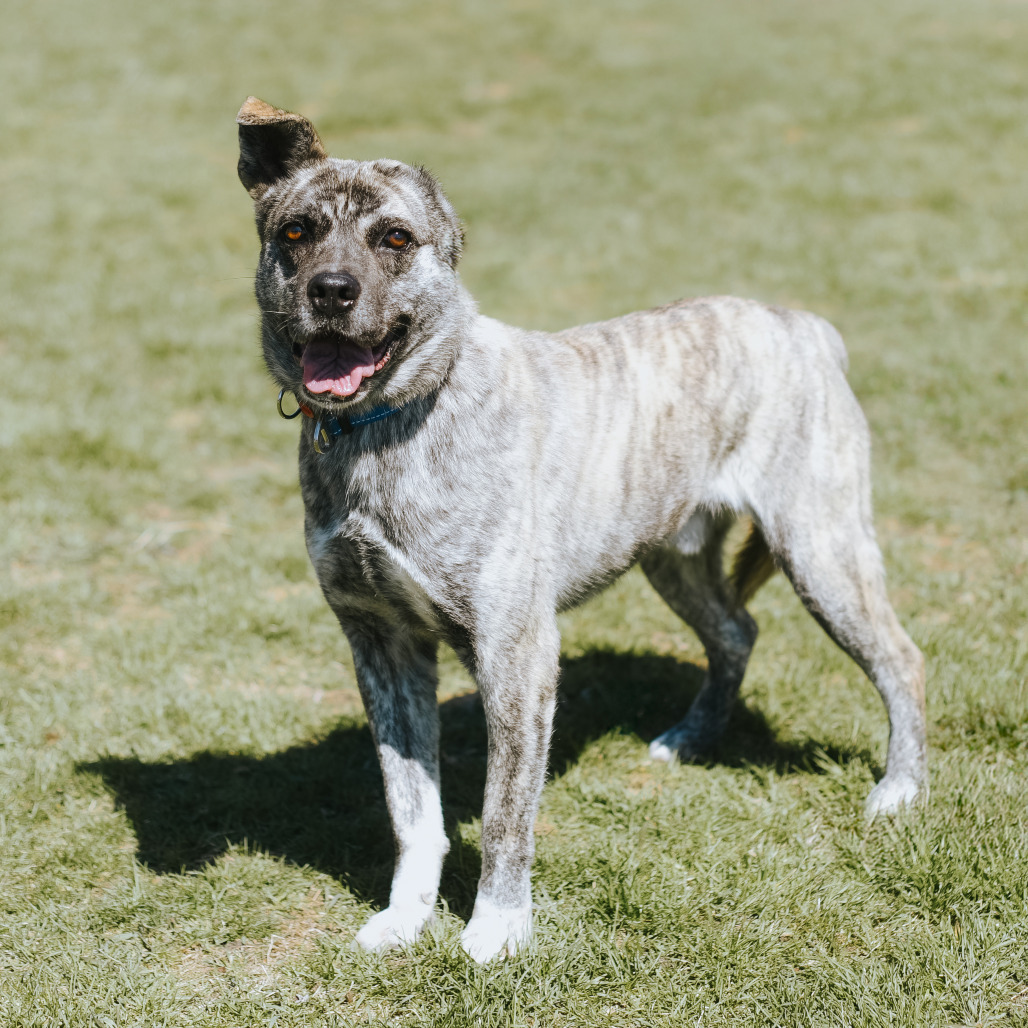 Zeus, an adoptable Jindo in Northbrook, IL, 60062 | Photo Image 1