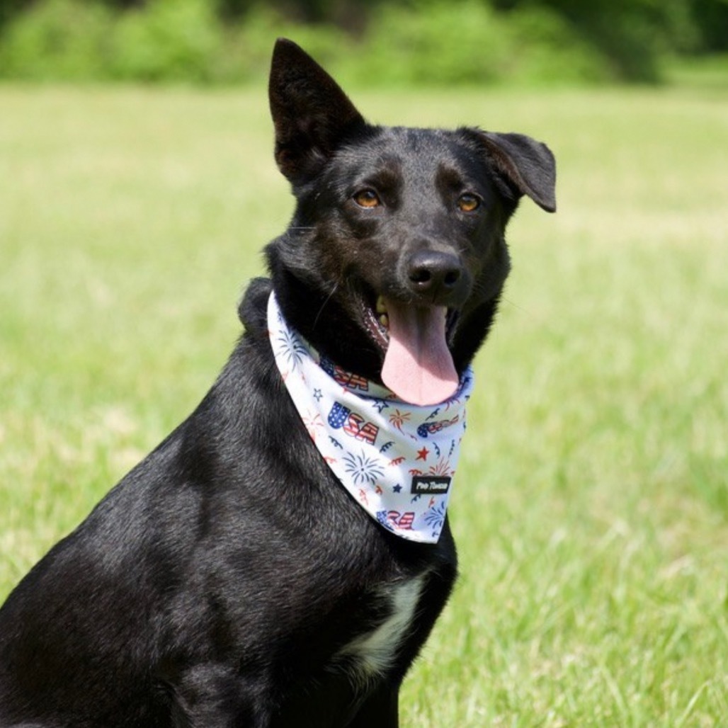 Sarang, an adoptable Jindo in Northbrook, IL, 60062 | Photo Image 1