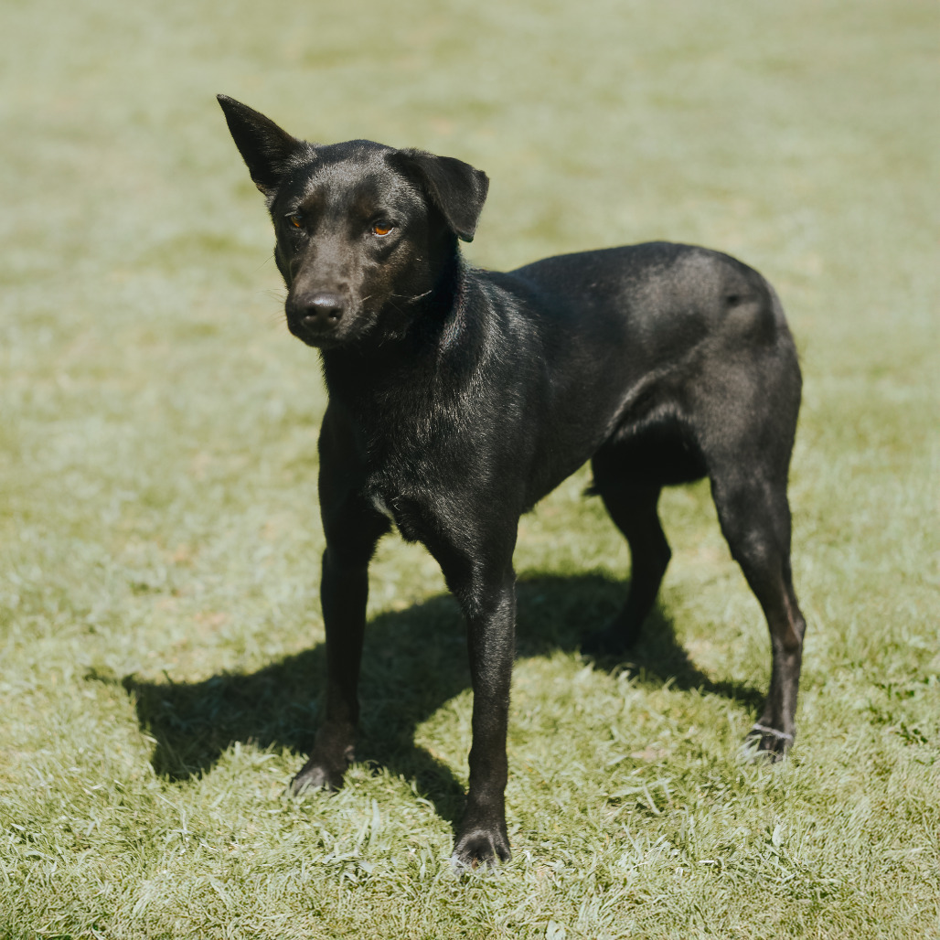 Sarang, an adoptable Jindo in Northbrook, IL, 60062 | Photo Image 2