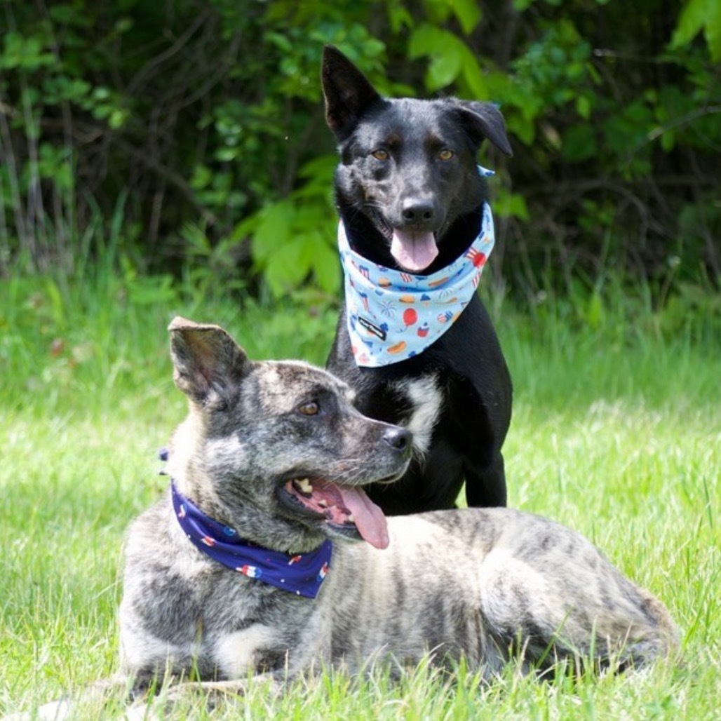 Sarang, an adoptable Jindo in Northbrook, IL, 60062 | Photo Image 3