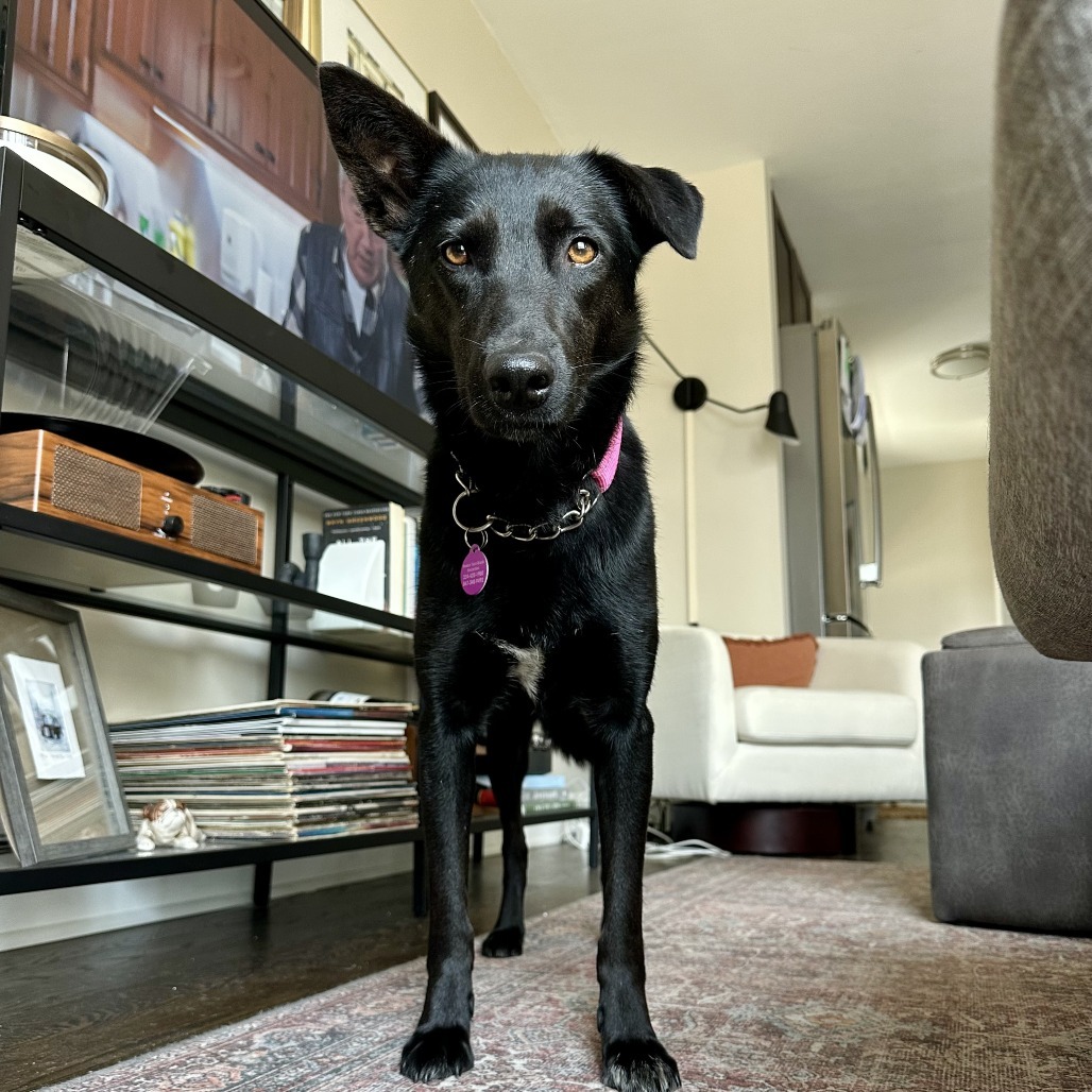 Sarang, an adoptable Jindo in Northbrook, IL, 60062 | Photo Image 4