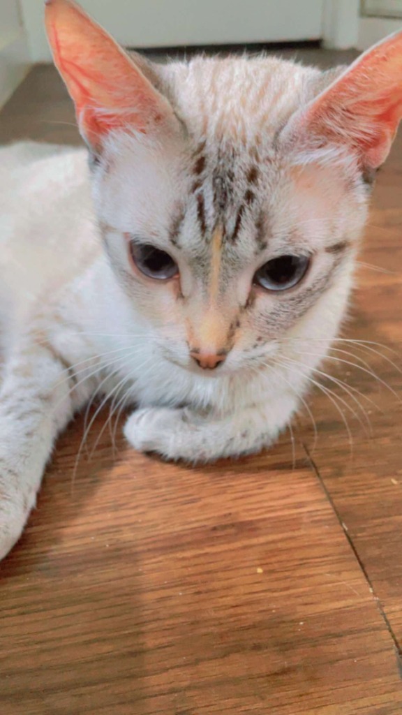 Pebbles