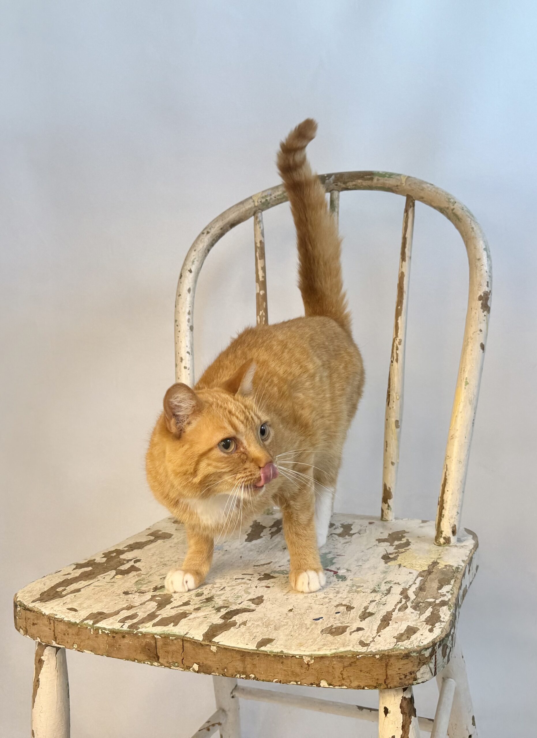 Crowley, an adoptable Domestic Short Hair in Dillon, MT, 59725 | Photo Image 1