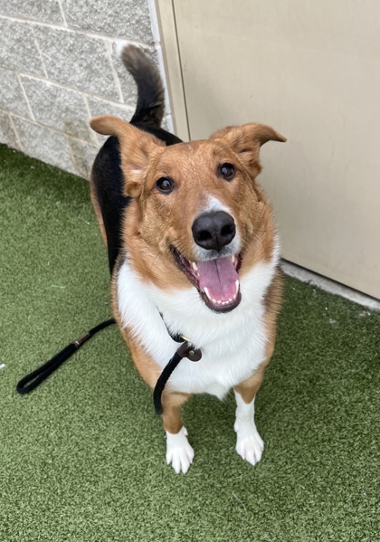 Hunter (in foster)