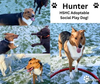 Hunter (in foster)