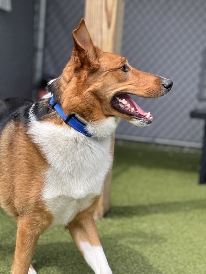 Hunter (in foster)