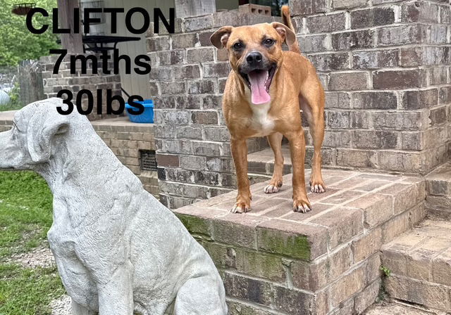 CLIFTON