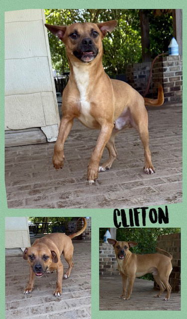 CLIFTON