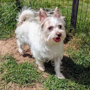 Fiore Terrier Dog