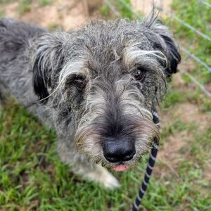Meet Lila Rose Zyra a 2-year-old Schnauzer-Terrier mix with a zest for life and a heart full of lov