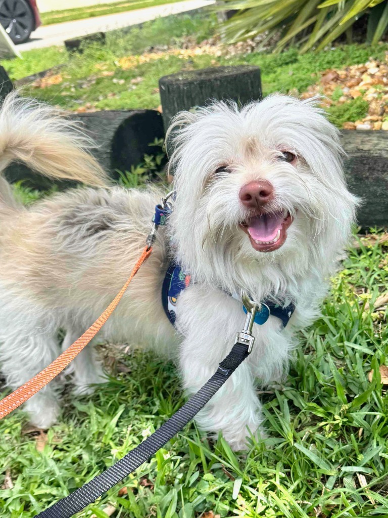 Manuel, an adoptable Havanese, Norfolk Terrier in Fort Lauderdale, FL, 33304 | Photo Image 1
