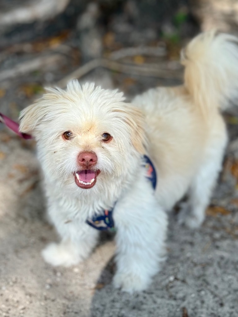 Manuel, an adoptable Havanese, Norfolk Terrier in Fort Lauderdale, FL, 33304 | Photo Image 1