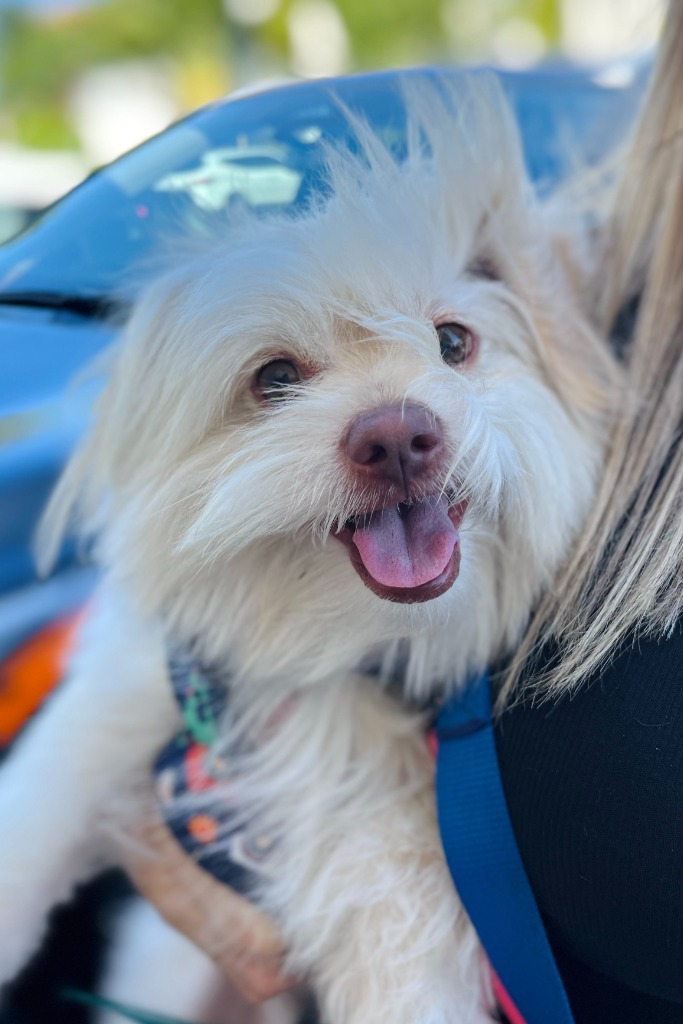 Manuel, an adoptable Havanese, Norfolk Terrier in Fort Lauderdale, FL, 33304 | Photo Image 2