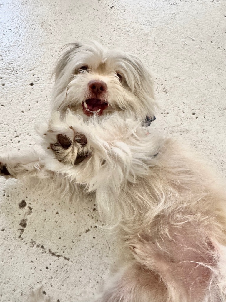 Manuel, an adoptable Havanese, Norfolk Terrier in Fort Lauderdale, FL, 33304 | Photo Image 3