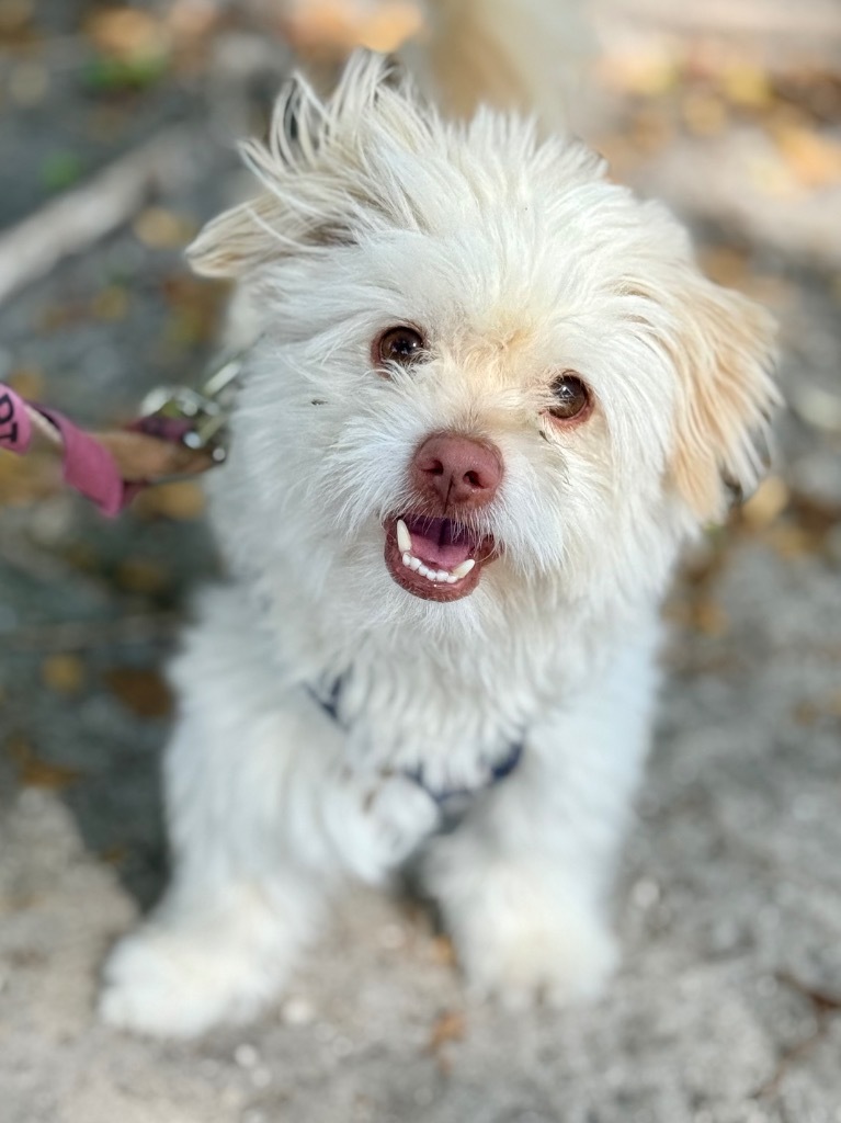 Manuel, an adoptable Havanese, Norfolk Terrier in Fort Lauderdale, FL, 33304 | Photo Image 4