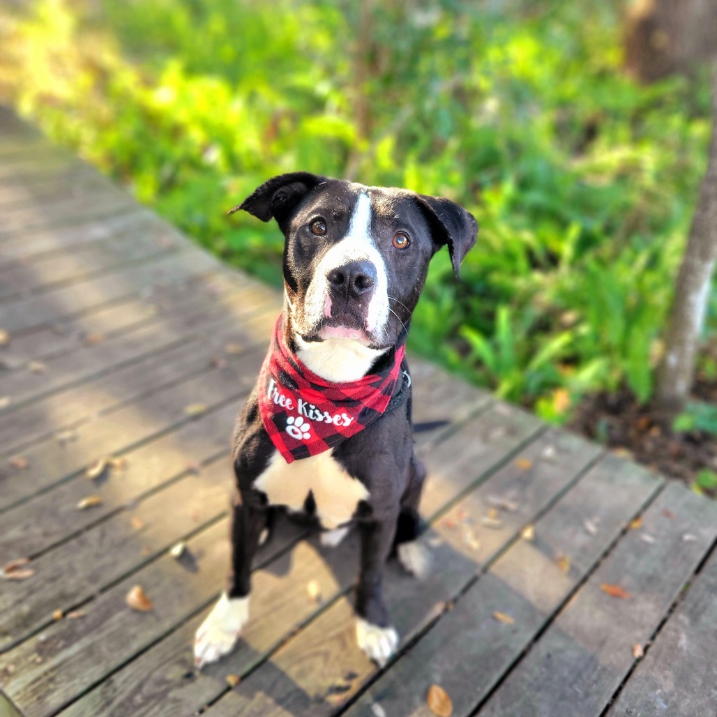 Duke