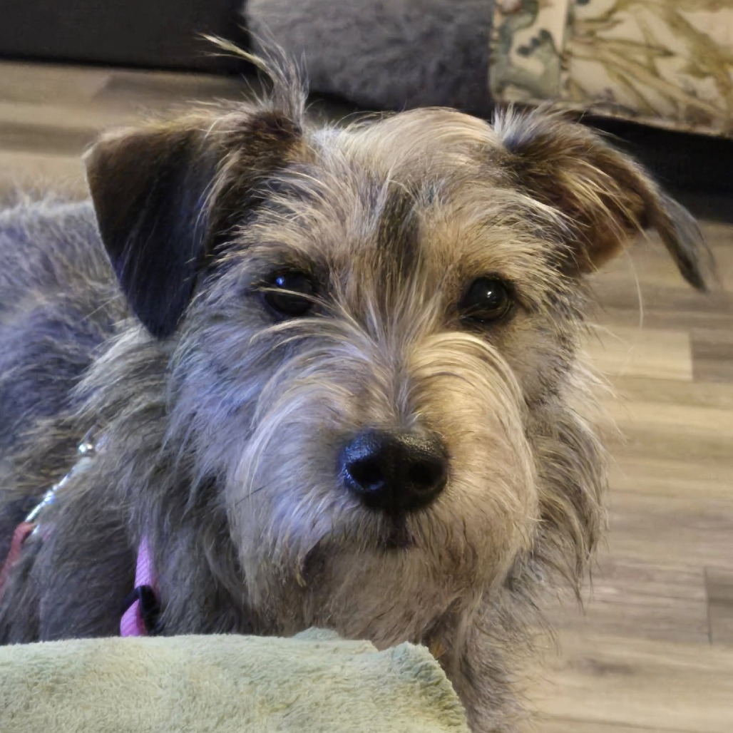 Stella
