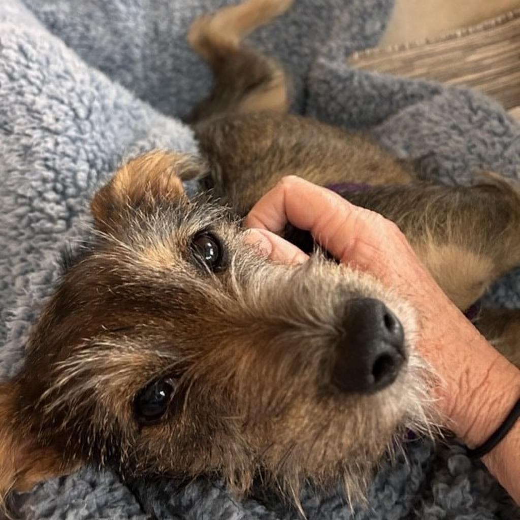 Stella