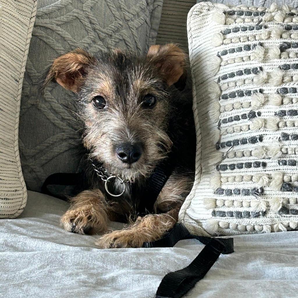 Stella