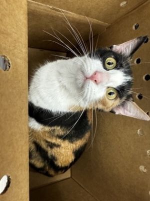 Lillian, Adult Female Domestic Short Hair