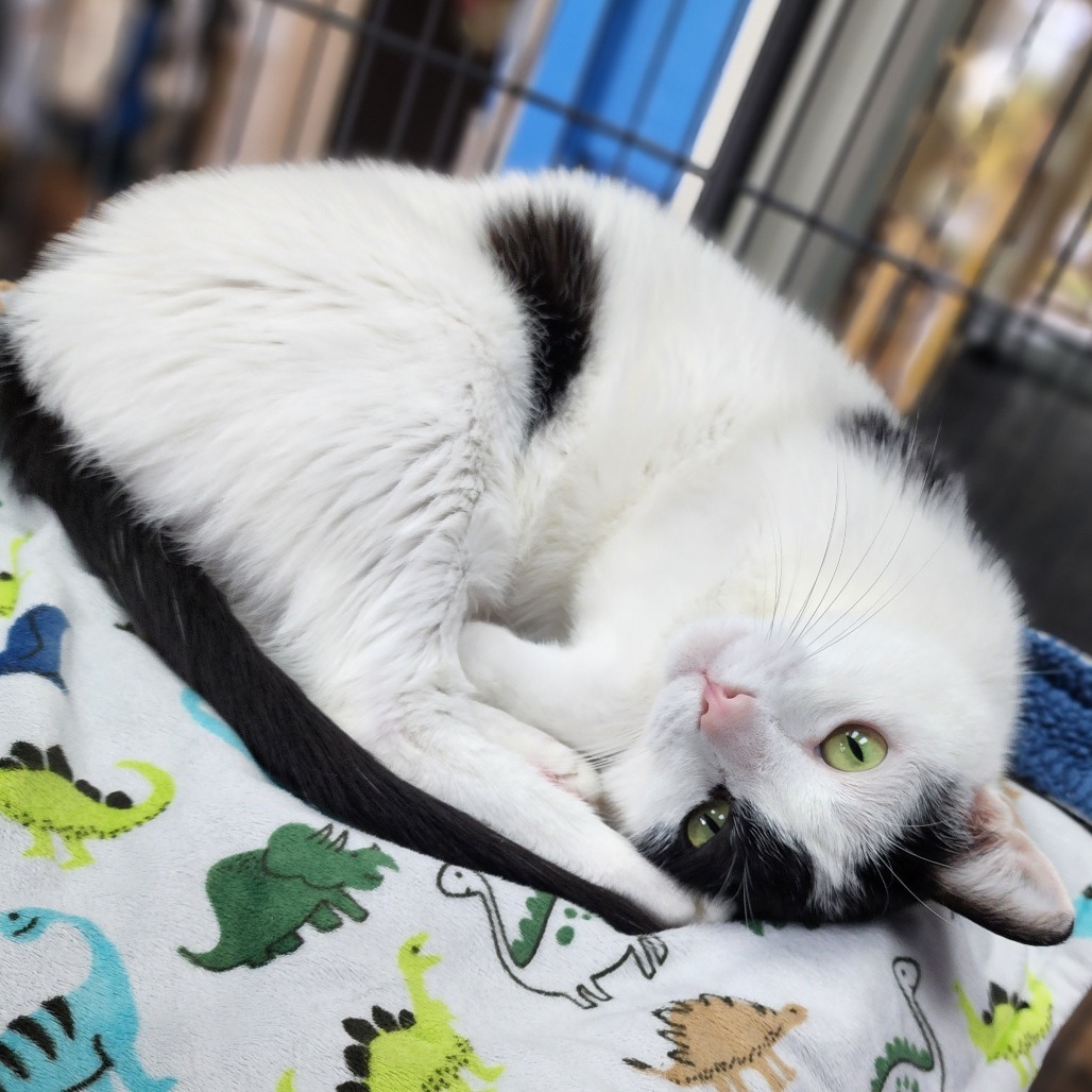 Russel(C000-160) - Chino Hills Location
