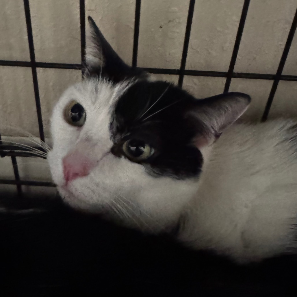 Russel(C000-160) - Chino Hills Location