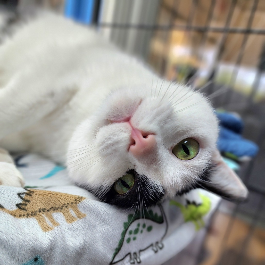 Russel(C000-160) - Chino Hills Location
