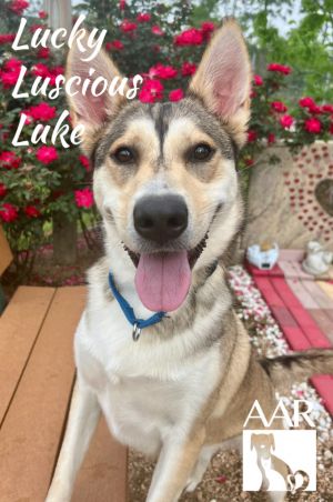 Lucky Luscious Luke, Adult Male unknown