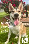 Lucky Luscious Luke photo 3