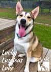 Lucky Luscious Luke photo 5