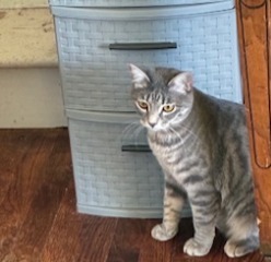 Astrid, an adoptable Domestic Short Hair in Salt Lake City, UT, 84117 | Photo Image 1