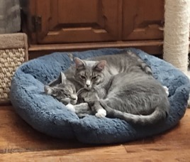 Astrid, an adoptable Domestic Short Hair in Salt Lake City, UT, 84117 | Photo Image 2