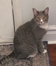 Elinor, Young Female Domestic Short Hair