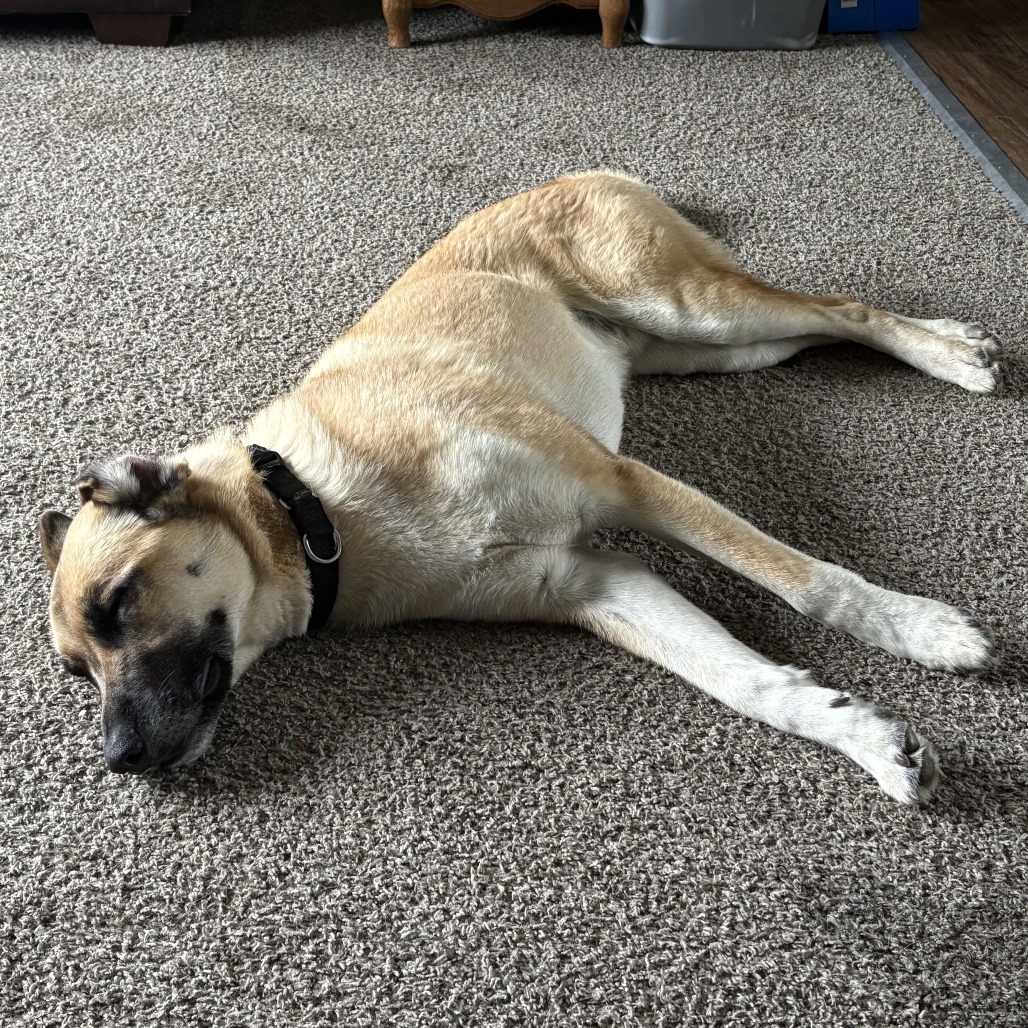 Levi, an adoptable Mixed Breed in Sioux Falls, SD, 57106 | Photo Image 1