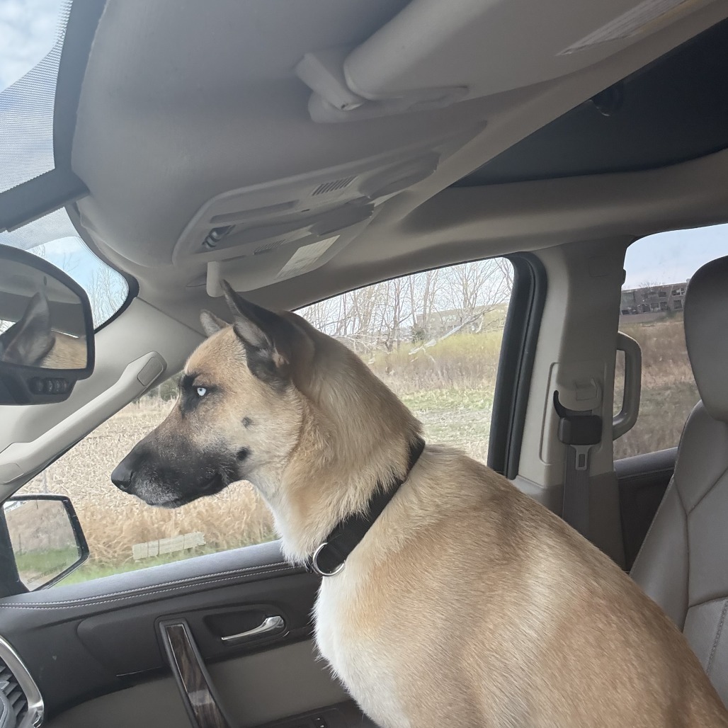 Levi, an adoptable Mixed Breed in Sioux Falls, SD, 57106 | Photo Image 5