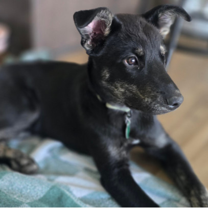 Wonton, an adoptable Mixed Breed in Sioux Falls, SD, 57106 | Photo Image 1