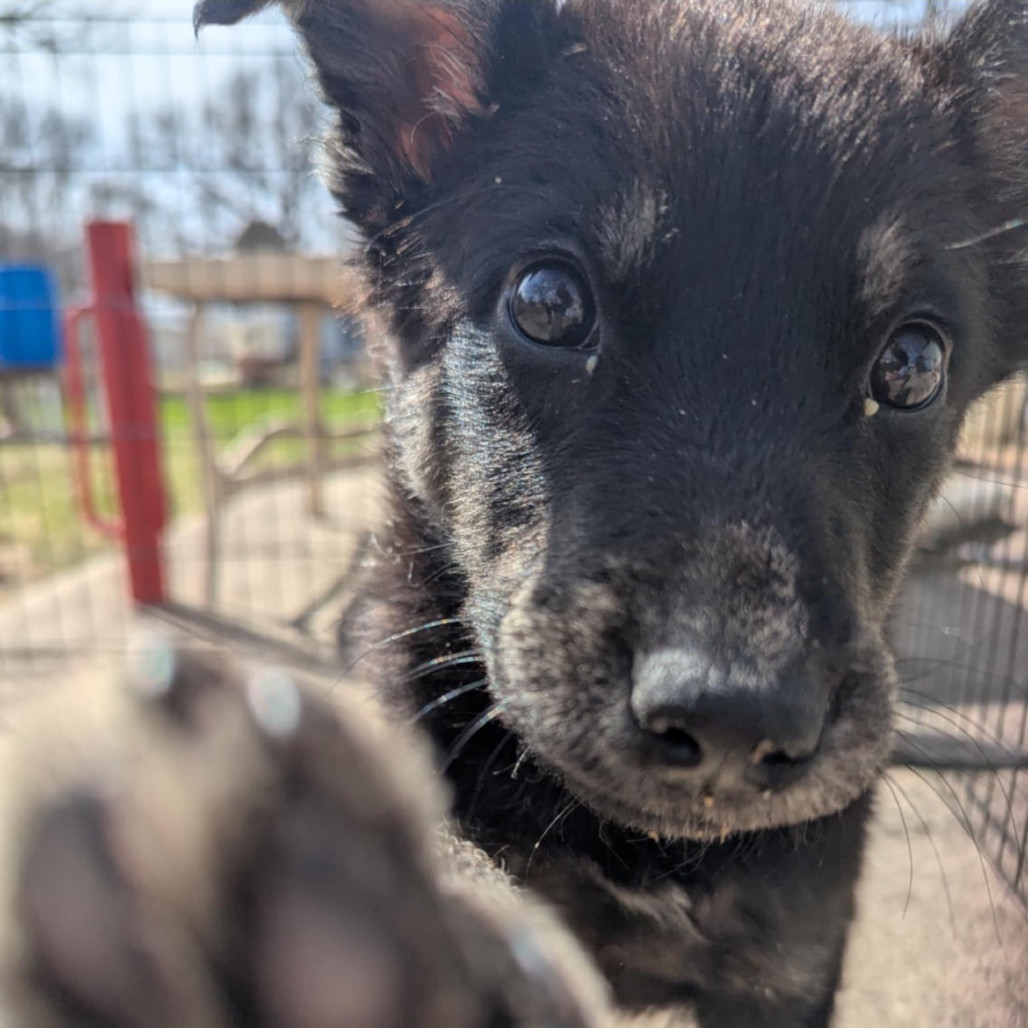 Wonton, an adoptable Mixed Breed in Sioux Falls, SD, 57106 | Photo Image 2