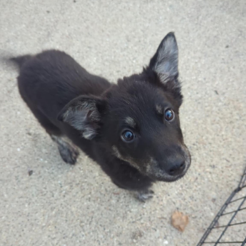 Wonton, an adoptable Mixed Breed in Sioux Falls, SD, 57106 | Photo Image 3