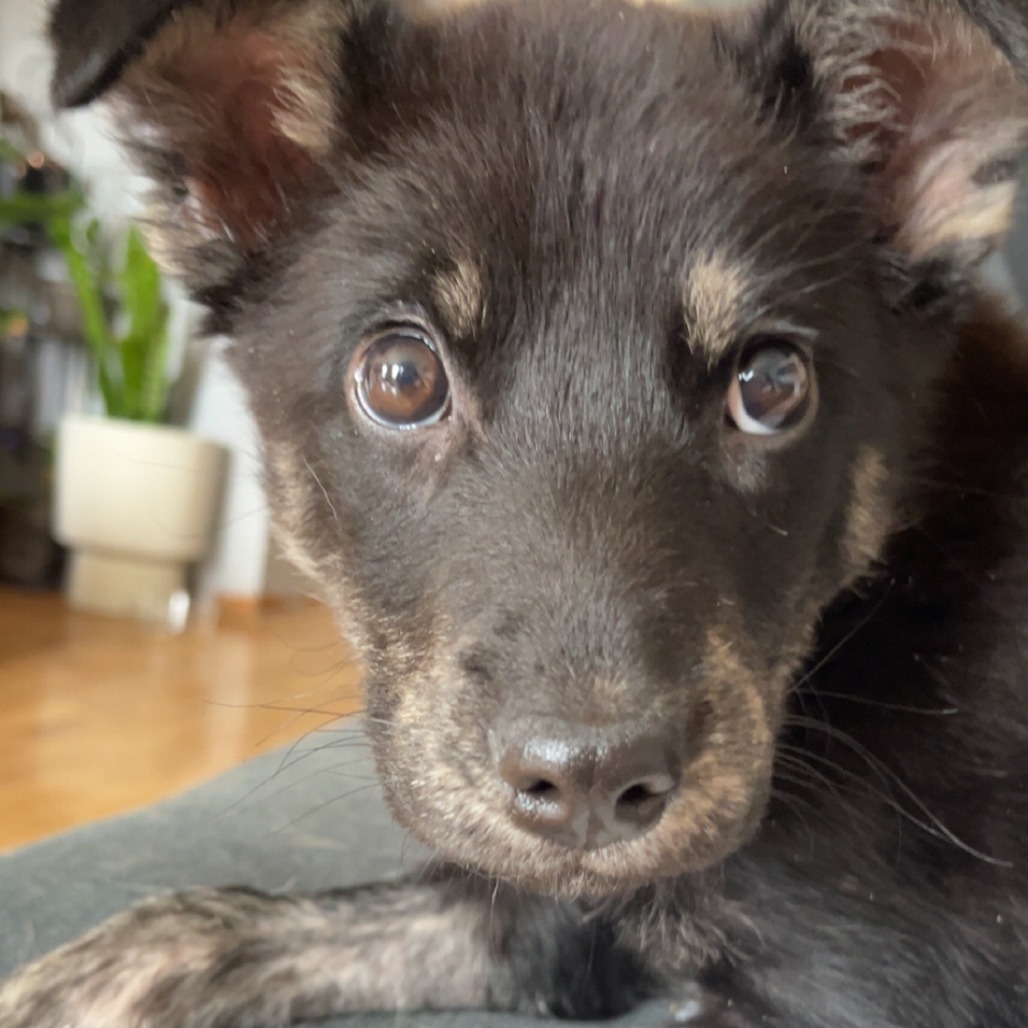 Wonton, an adoptable Mixed Breed in Sioux Falls, SD, 57106 | Photo Image 4