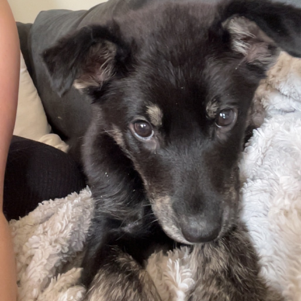 Wonton, an adoptable Mixed Breed in Sioux Falls, SD, 57106 | Photo Image 5